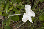 Nightflowering wild petunia